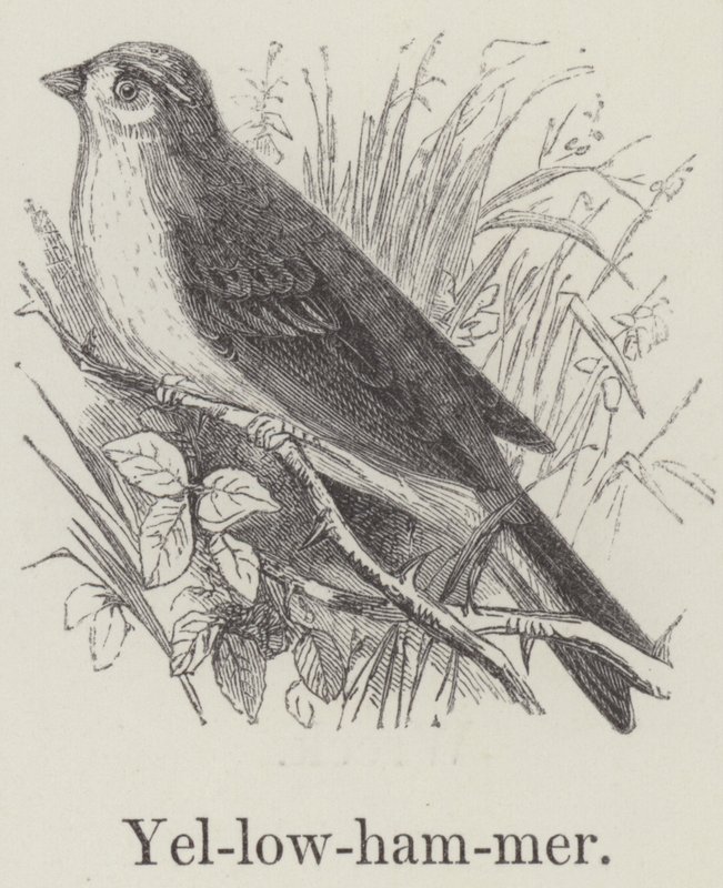 Yellowhammer (gravering) av English School