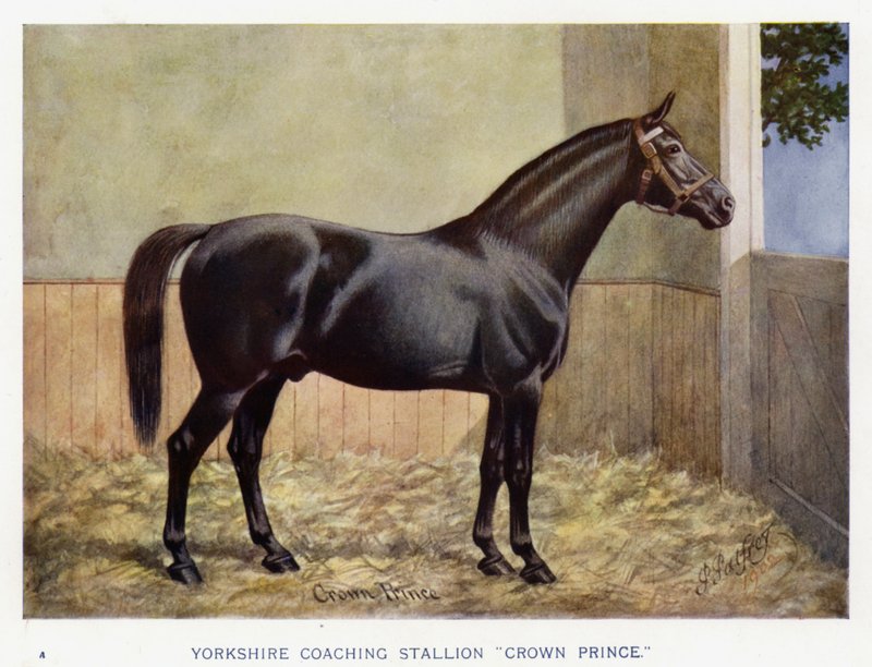 Yorkshire trenerhingst "Crown Prince" (farge litho) av English School