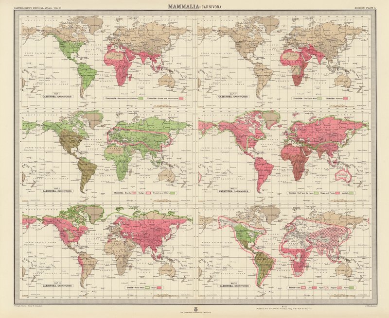 Zoogeografi: Pattedyr, rovdyr (fargelitografi) av English School