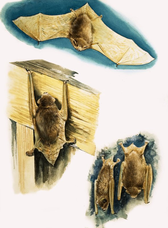 Flaggermus av Eric Tansley