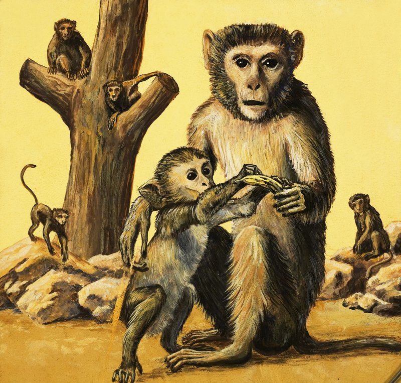 Rhesus-ape av Eric Tansley