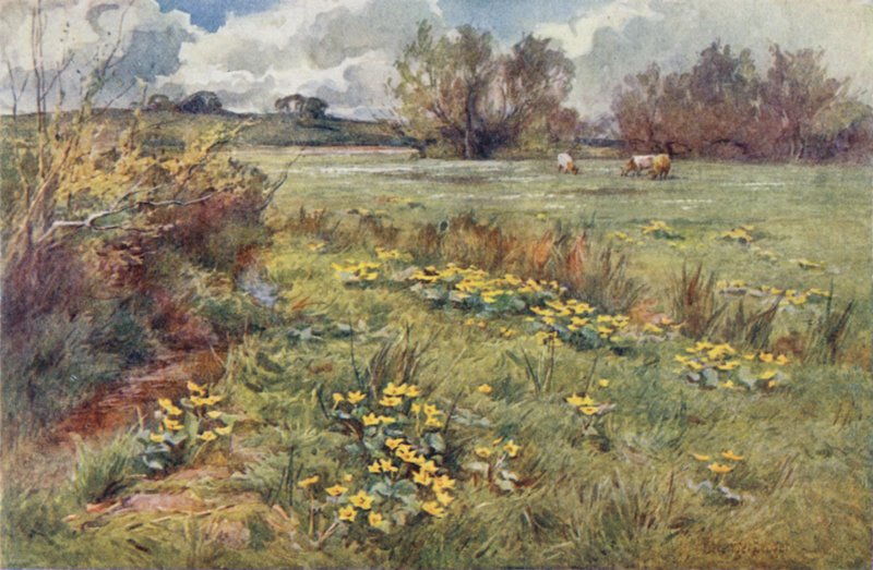 Veiløse felt av Ernest Benger or Berenger