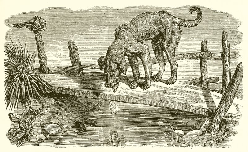Hunden og hans skygge av Ernest Henry Griset