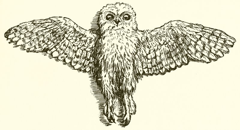 Ørnen og uglen av Ernest Henry Griset