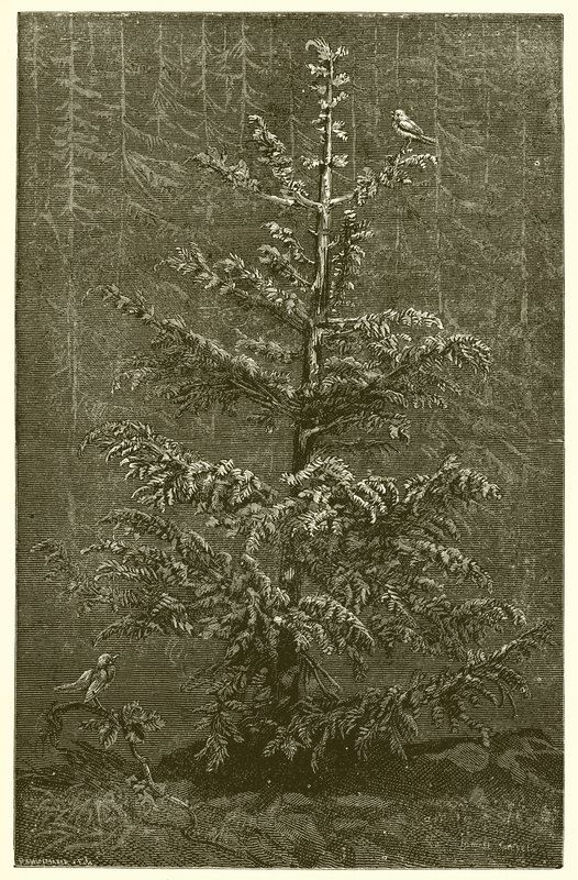 Gran-treet og Bramble av Ernest Henry Griset