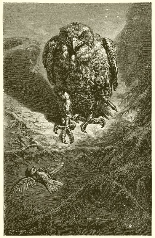 Hauken og nattergalen av Ernest Henry Griset