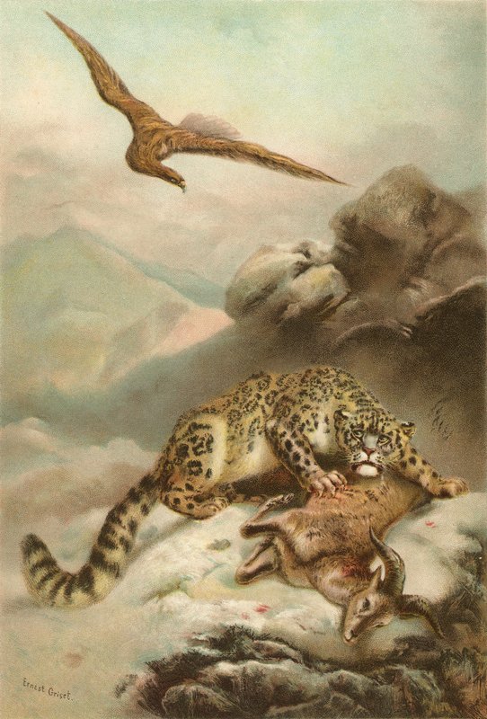 Snøleoparden og ørnen av Ernest Henry Griset