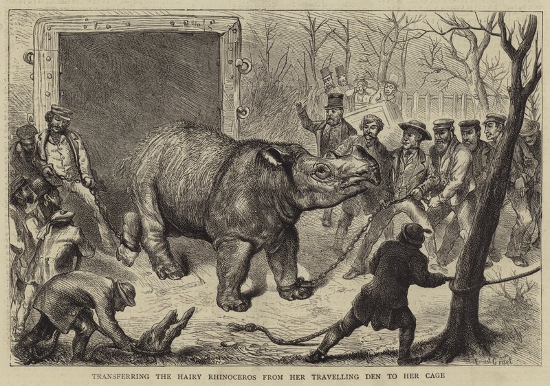 Overføring av det hårete neshornet fra hennes reisehule til buret hennes av Ernest Henry Griset