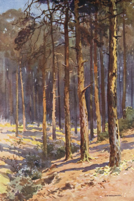 Talbot Woods, Bournemouth (farge litho) av Ernest William Haslehust