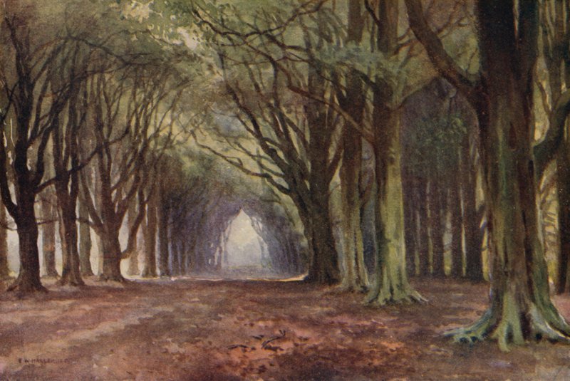 The Beech Avenue, Thoresby (farge litho) av Ernest William Haslehust
