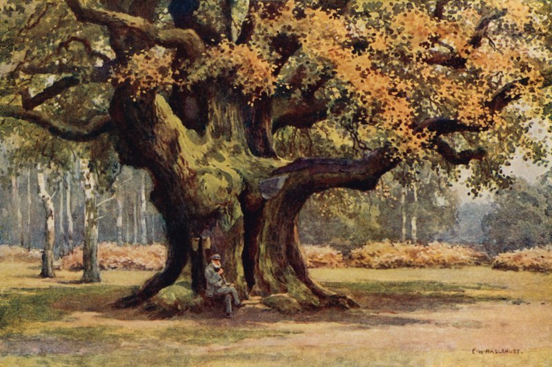 The Major Oak, Thoresby Park (farge litho) av Ernest William Haslehust