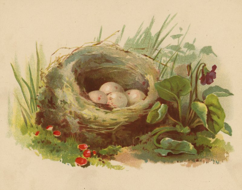 Fugleredet (chromolitho) av Ethel C. Nisbet