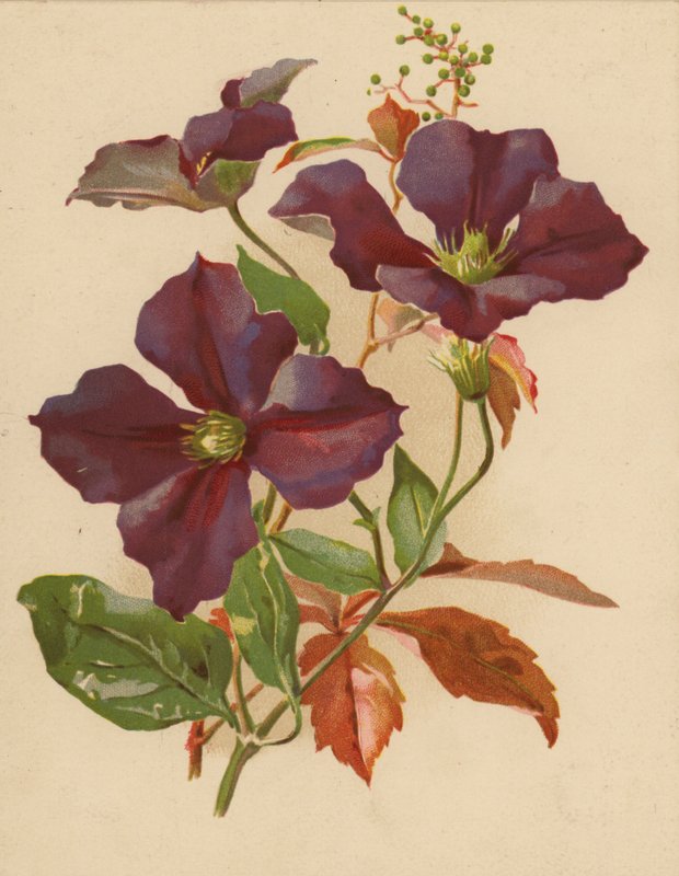 Clematis og Virginian Creeper (chromolitho) av Ethel C. Nisbet
