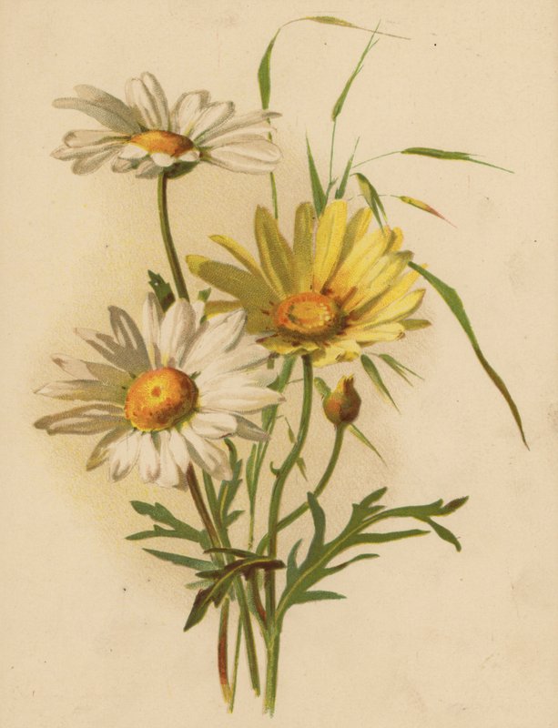 Tusenfryd (chromolitho) av Ethel C. Nisbet