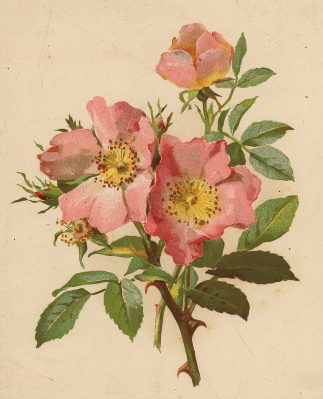 Hunderoser (chromolitho) av Ethel C. Nisbet