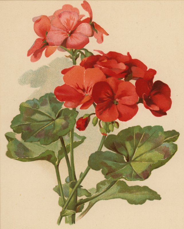Geranium (chromolitho) av Ethel C. Nisbet