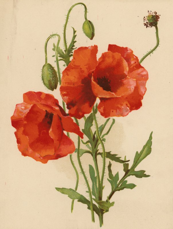 Valmuer (chromolitho) av Ethel C. Nisbet