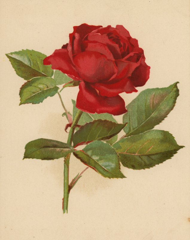 Rød hagerose (chromolitho) av Ethel C. Nisbet