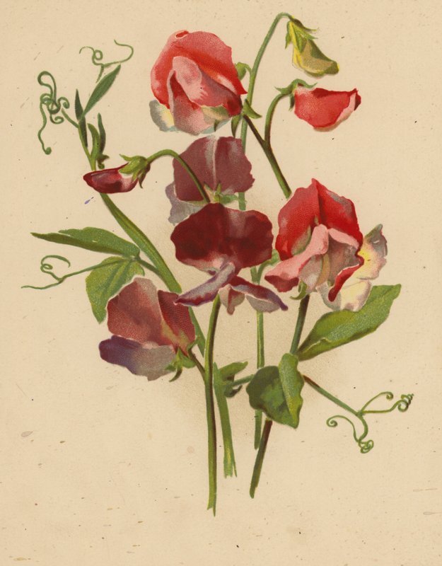 Søte erter (chromolitho) av Ethel C. Nisbet