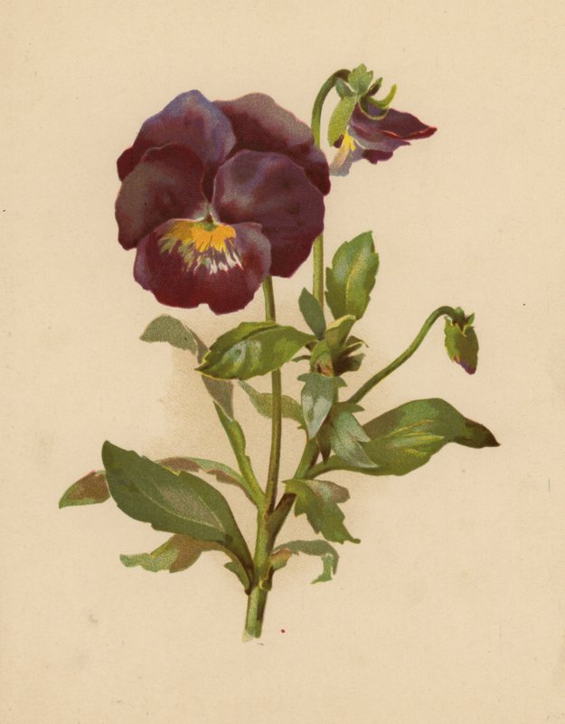 Pansy (cromolitho)norvegian av Ethel C. Nisbet