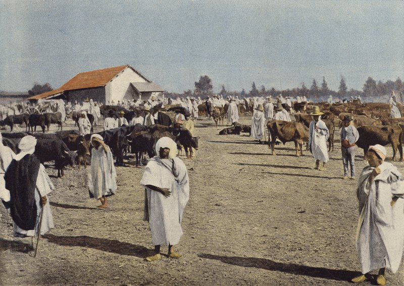 Storfemesse i Sidi-Bel-Abbes av European Photographer