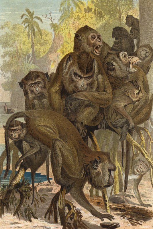 Ape av European School