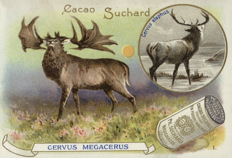 Megaloceros og kronhjort av European School