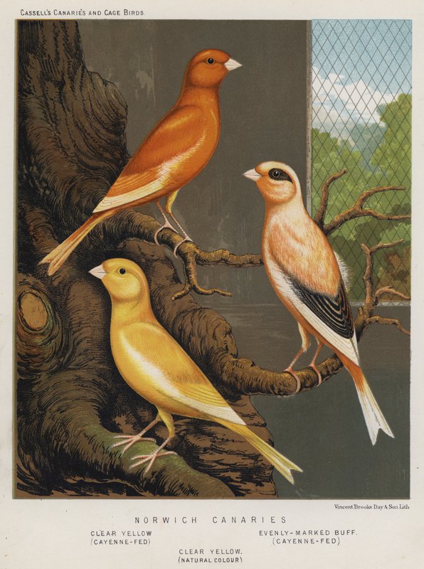 Norwich Canaries, klar gul, Cayenne-matet, jevnt merket buff, Cayenne-fed, klar gul, naturlig farge av European School