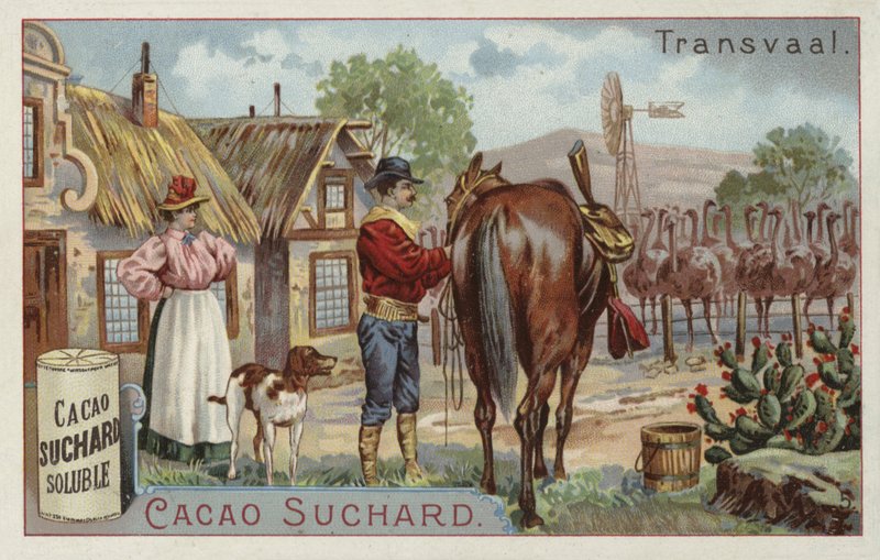 Strutsegård, Transvaal av European School