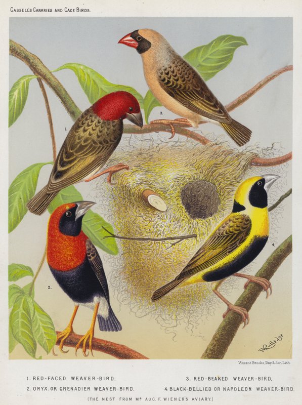 Red-faced Weaver-Bird, Red-Beaked Weaver-Bird, Oryx eller Grenadier Weaver-Bird, Black-Bellied eller Napoleon Weaver-Bird av European School