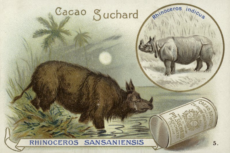 Rhinoceros Sansaniensis og indisk neshorn av European School