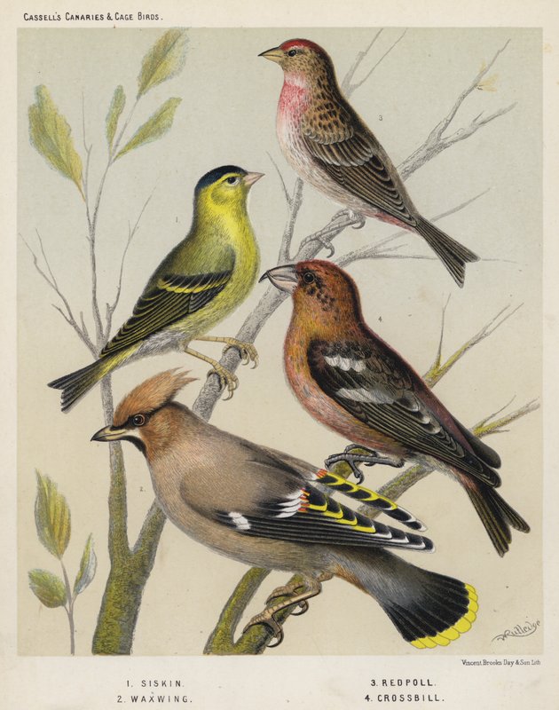 Siskin, voksvinge, rødis, korsnebb av European School