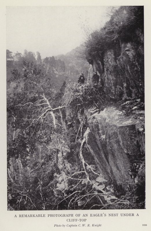 Et bemerkelsesverdig fotografi av et ørnerede under en klippetopp (s/hvitt-bilde) av European Photographer