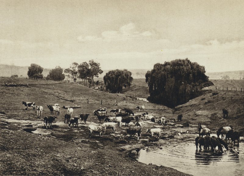 Australia, Cattle, Queensland (s/hvitt bilde) av European Photographer