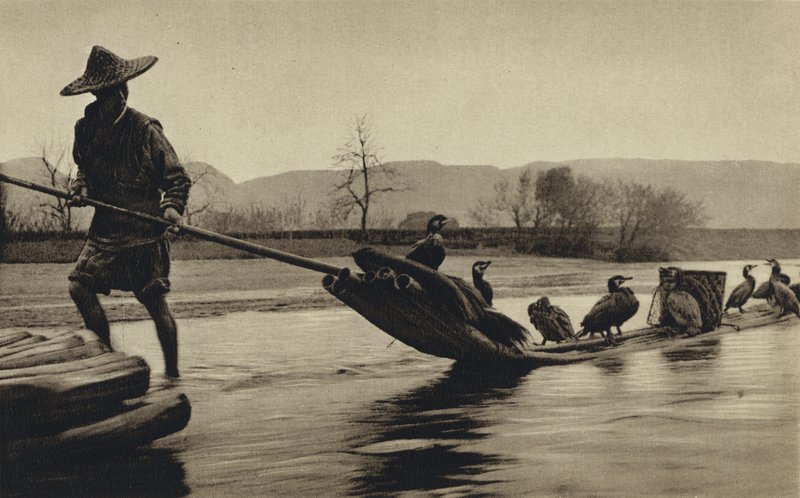 Kina, fiske etter skarv (s/hvitt bilde) av European Photographer