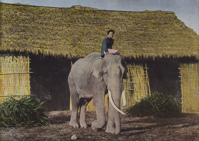 Elefant på jobb av European Photographer