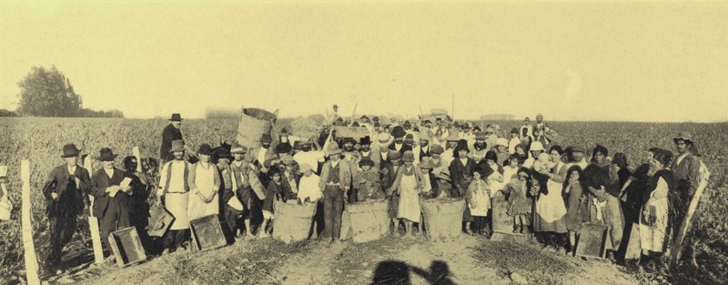 Druehøst i vingårdene i Vina Lontue, Santiago, Chile (s/hvitt-bilde) av European Photographer