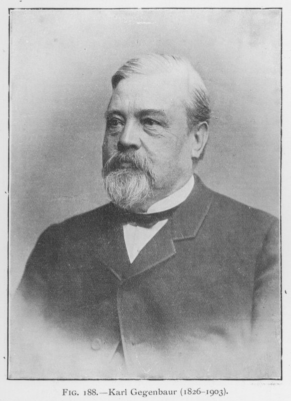 Karl Gegenbaur (1626-1903), portrett (s/hvitt foto) av European Photographer