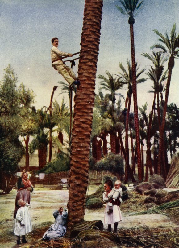 Palmelundene i Elche (bilde) av European Photographer
