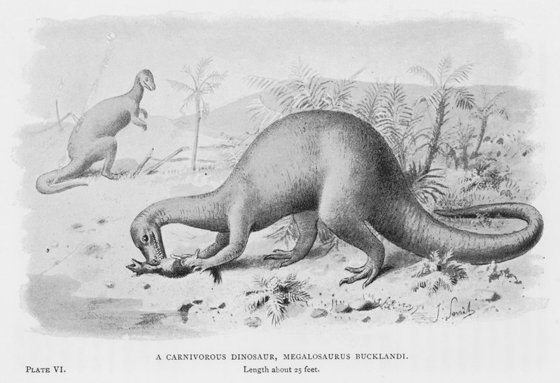 En kjøttetende dinosaur, Megalosaurus Bucklandi (litho) av European School