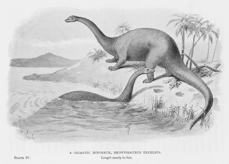 En gigantisk dinosaur, Brontosaurus Excelsus (litho) av European School