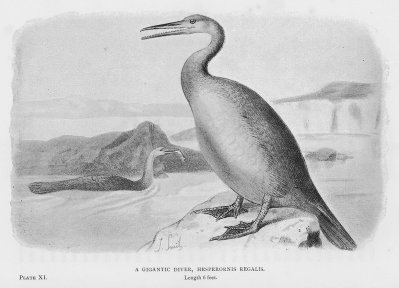 En gigantisk dykker, Hesperornis Regalis (bilde) av European School