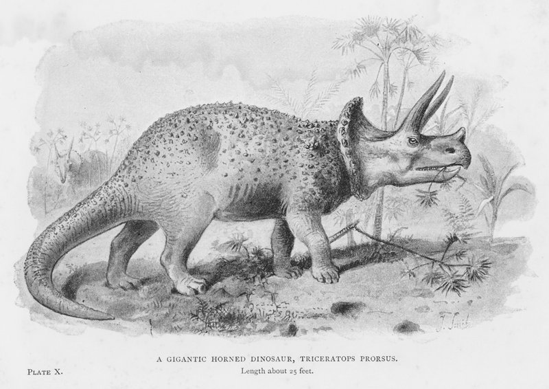 En gigantisk horndinosaur, Triceratops Prorsus (litho) av European School