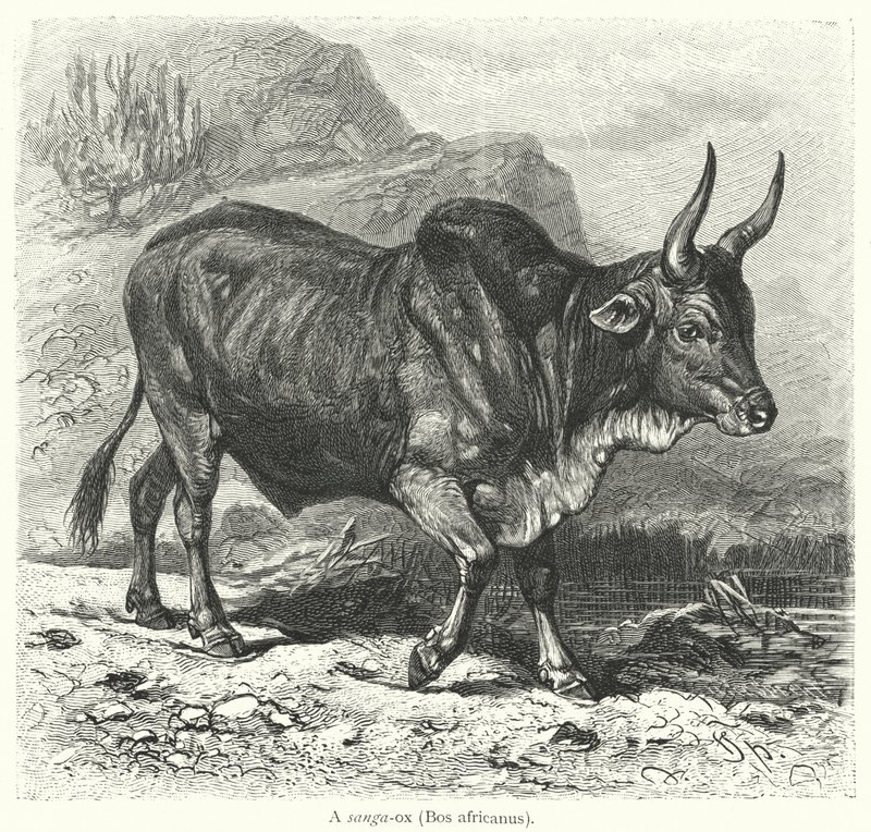 En sanga-okse, Bos africanus (gravering) av European School