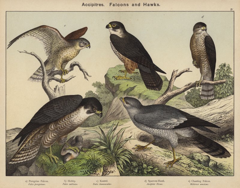 Accipitres, Falcons og Hawks av European School
