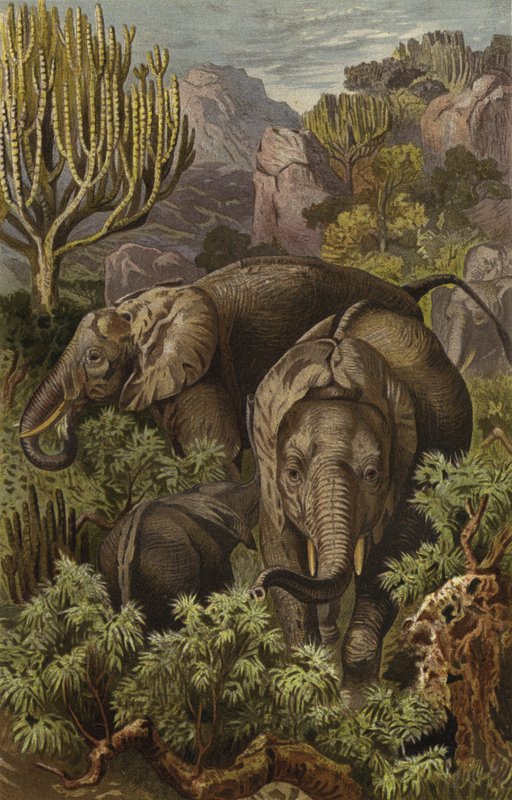 Afrikansk elefant av European School