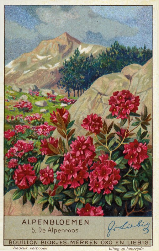 Alpenrose (Rhododendron ferrugineum) (chromolitho) av European School