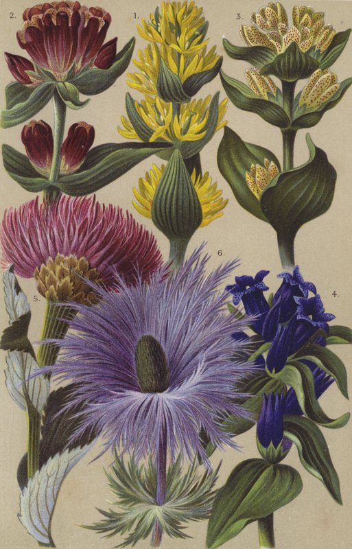 Alpeflora av European School