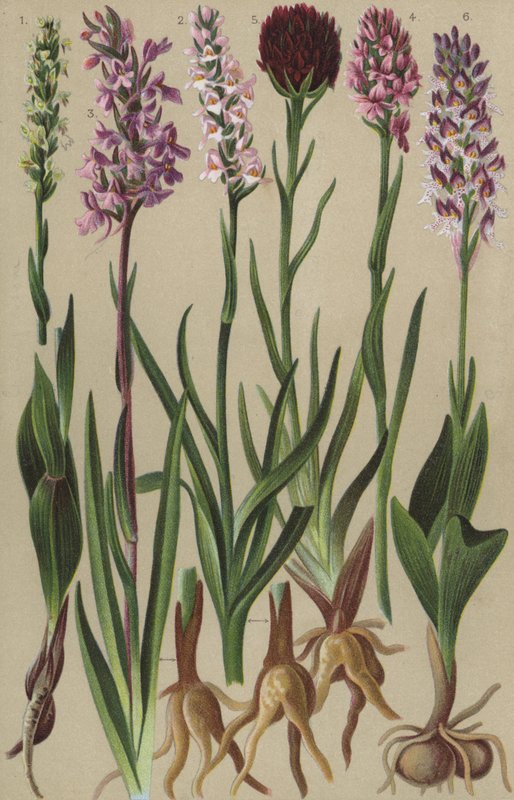 Alpeflora av European School