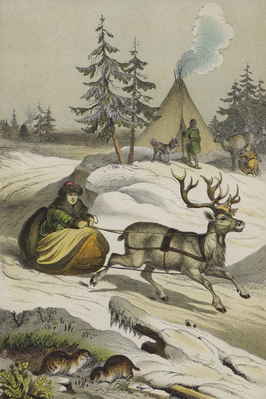 Dyr og planter i Lappland (farge litho) av European School